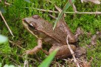 Pelophylax ridibundus