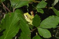 Hyla arborea