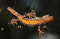 Triturus cristatus x T. marmoratus