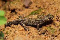 Triturus cristatus x T. marmoratus