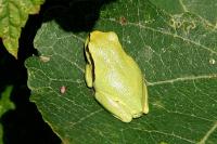 Hyla arborea