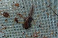 Bufo spinosus