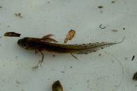 Triturus cristatus
