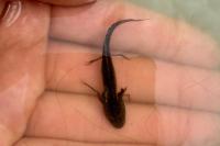 Triturus cristatus