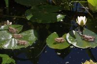 Pelophylax