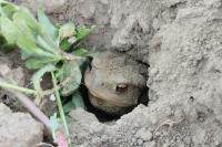 Bufo spinosus