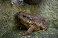 Bufo spinosus