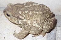 Bufo spinosus