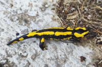 Salamandra salamandra
