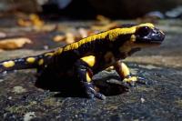 Salamandra salamandra