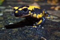 Salamandra salamandra