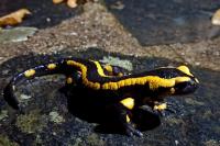 Salamandra salamandra