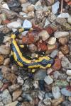 Salamandra salamandra