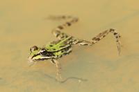 Grenouille commune