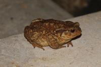 Bufo spinosus