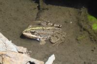 Pelophylax