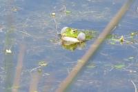 Grenouille commune
