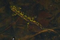 Triturus marmoratus