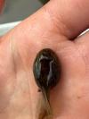 Pelodytes punctatus