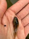 Pelodytes punctatus