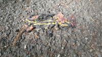 Salamandra salamandra