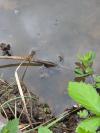 Hyla arborea