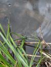 Hyla arborea