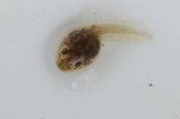 Pelophylax