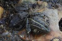 Pelophylax