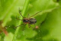 Frontinellina frutetorum