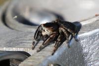 Evarcha arcuata