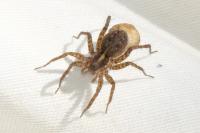 Pardosa