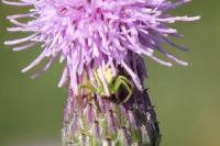 Ebrechtella tricuspidata