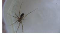 Linyphia triangularis