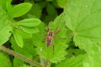Pisaura mirabilis