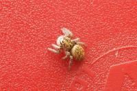 Carrhotus xanthogramma