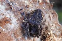 Nuctenea umbratica