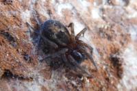 Amaurobius