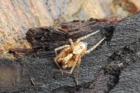 Anyphaena accentuata