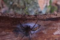 Amaurobius ferox
