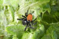 Carrhotus xanthogramma