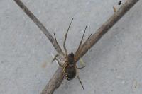 Frontinellina frutetorum