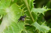 Synema globosum