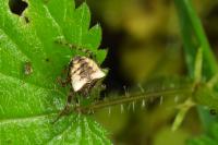 Gibbaranea bituberculata