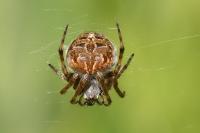 Agalenatea redii