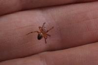 Araneus diadematus