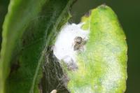 Ballus rufipes