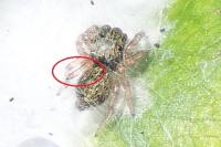 Ballus rufipes