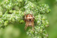 Agalenatea redii