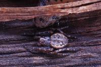 Nuctenea umbratica